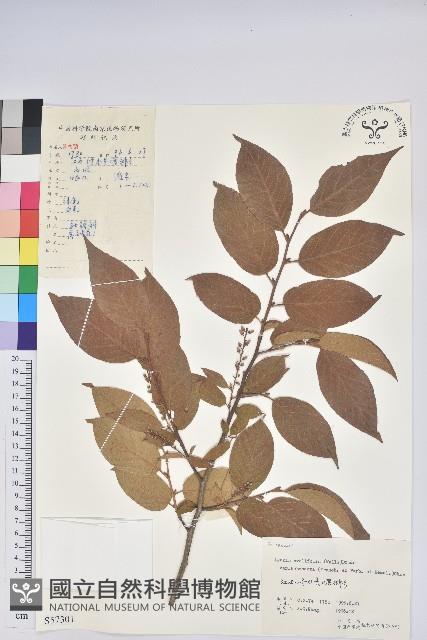 毛果珍珠花藏品圖，第1張