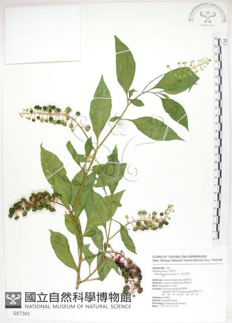 美洲商陸藏品圖，第1張