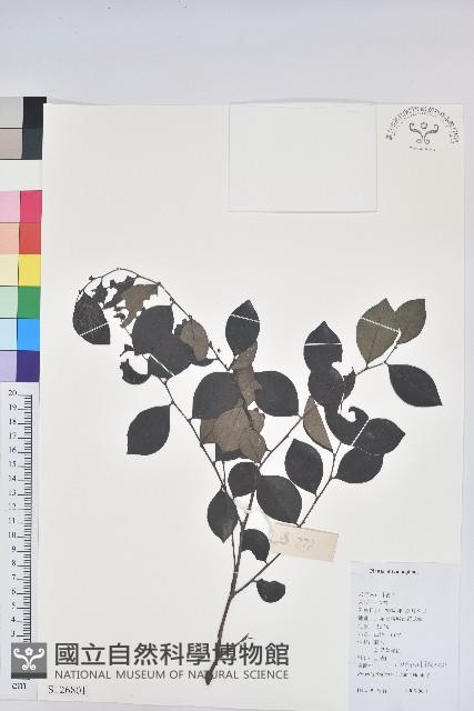 黑面神藏品圖，第1張