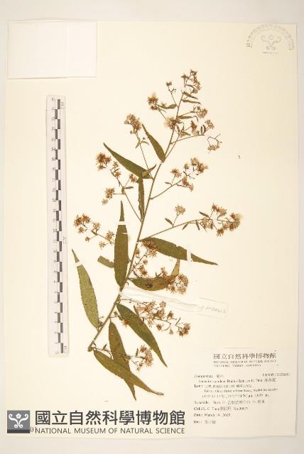 蔓黃菀藏品圖，第1張