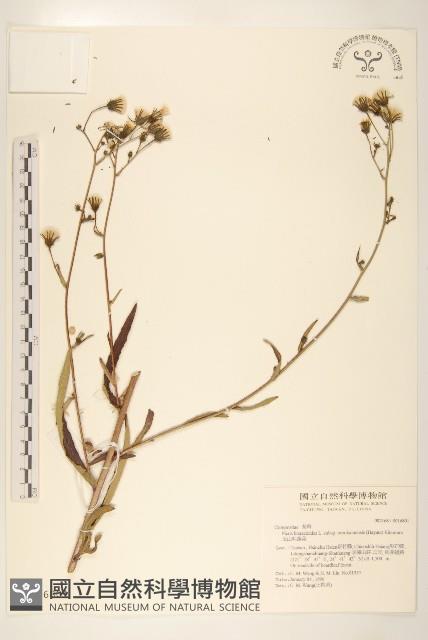 玉山毛蓮菜藏品圖，第1張