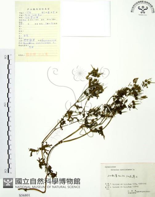 野老鸛草藏品圖，第1張