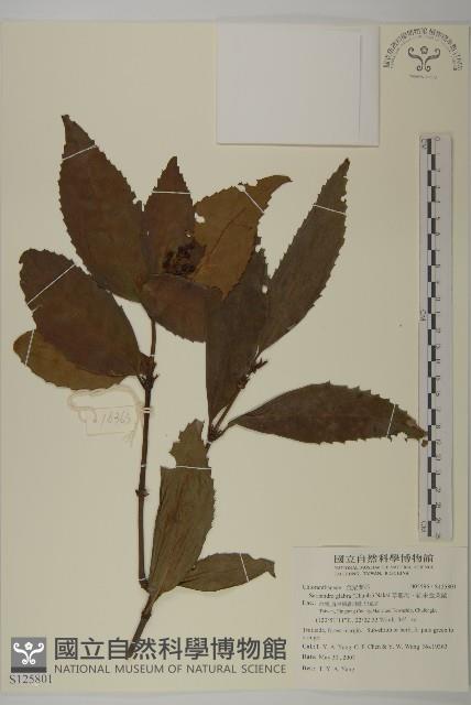 草珊瑚、紅果金粟蘭藏品圖，第1張