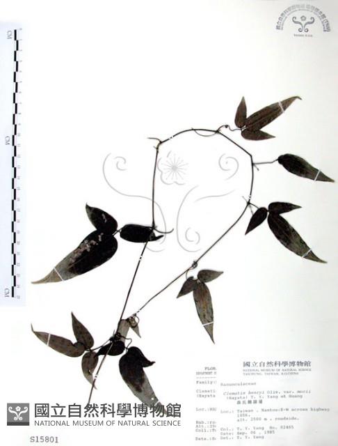 森氏鐵線蓮藏品圖，第1張