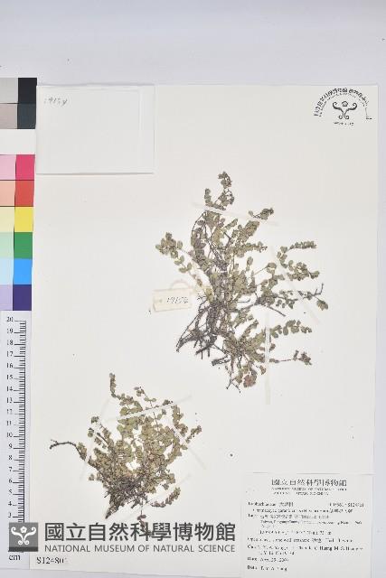 鵝鑾鼻大戟藏品圖，第1張