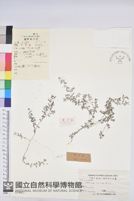 地錦藏品圖，第1張