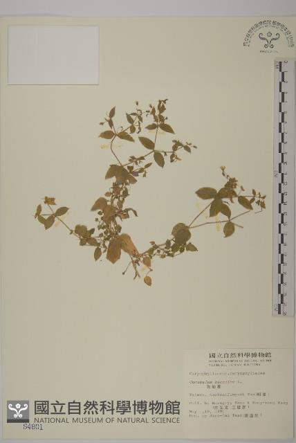 狗筋蔓藏品圖，第1張