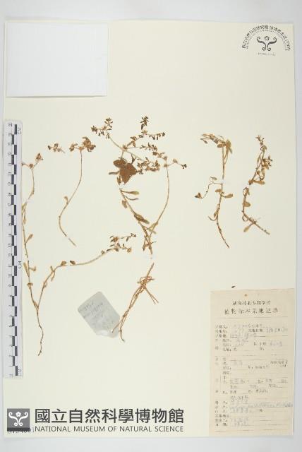 珠芽佛甲草藏品圖，第1張