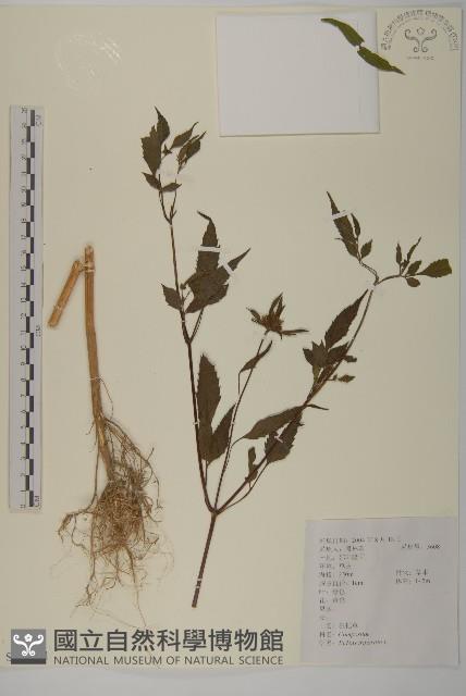 狼把草藏品圖，第1張