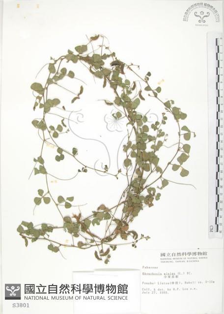 小葉括根藏品圖，第1張