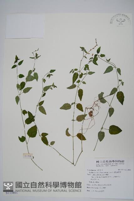 銀脈爵床藏品圖，第1張