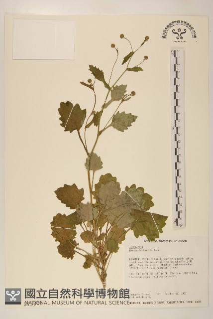 矮菊藏品圖，第1張