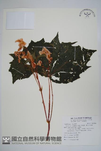 裂葉秋海棠、巒大秋海棠藏品圖，第1張