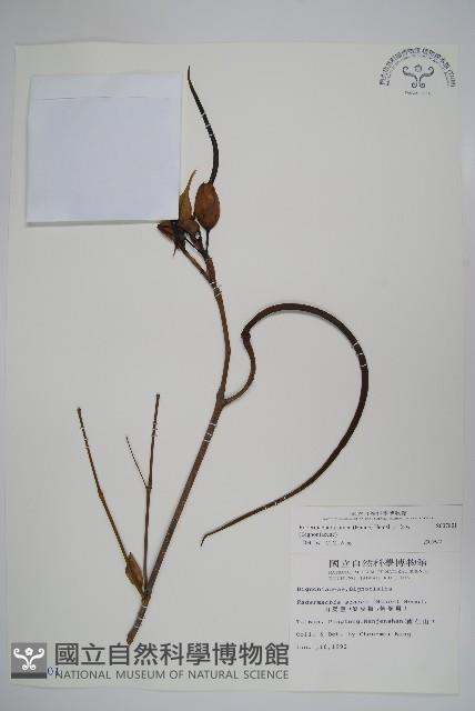 山菜豆藏品圖，第1張