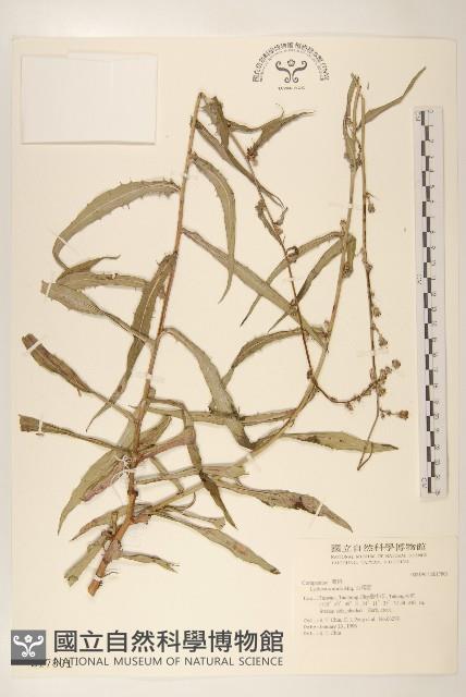 山萵苣藏品圖，第1張