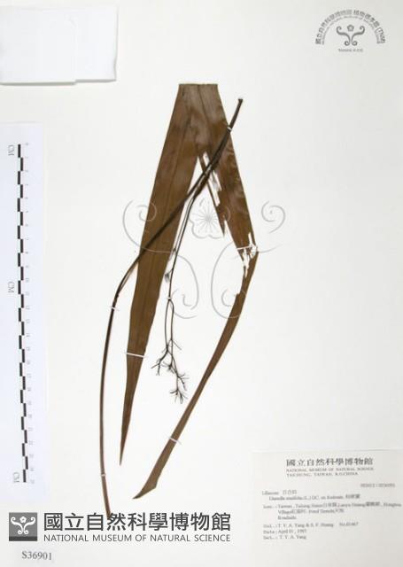 桔梗蘭藏品圖，第1張