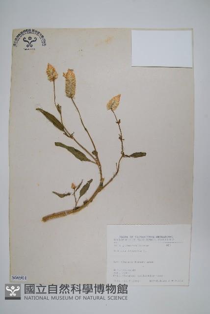 青葙藏品圖，第1張