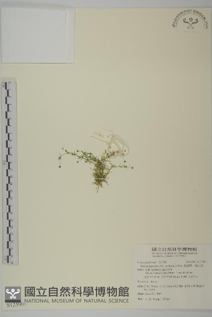 瓜槌草、漆姑草藏品圖，第1張