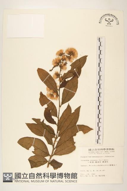 一枝香藏品圖，第1張