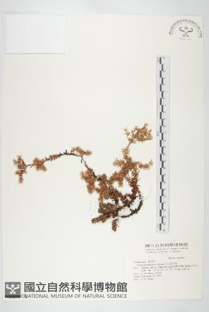 玉山佛甲草藏品圖，第1張