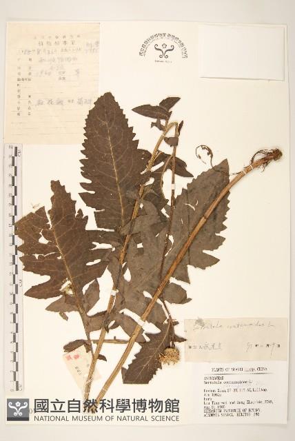 麻花頭藏品圖，第1張