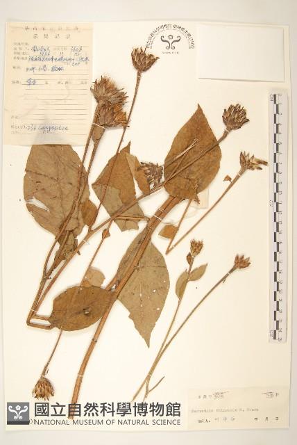 華麻花頭藏品圖，第1張