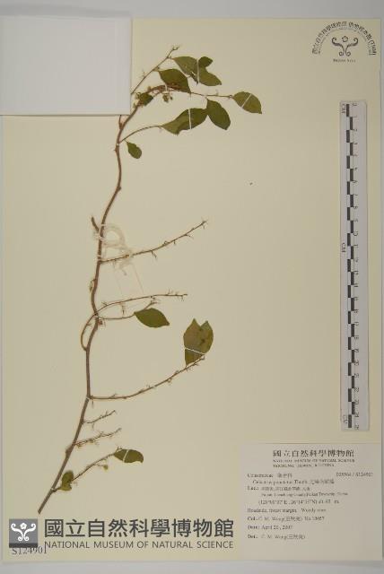 光果南蛇藤藏品圖，第1張