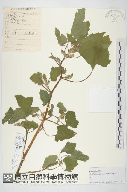 蒼耳藏品圖，第1張