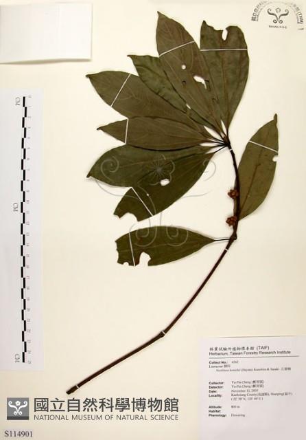 五掌楠藏品圖，第1張