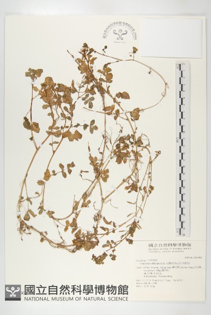 水芥菜、豆瓣菜、無心菜、水甕菜藏品圖，第1張