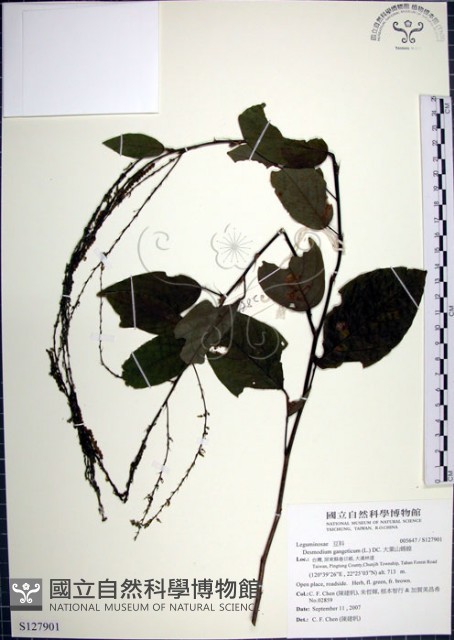 大葉山螞蝗藏品圖，第1張
