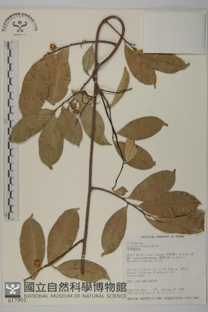 南華南蛇藤，青江藤藏品圖，第1張