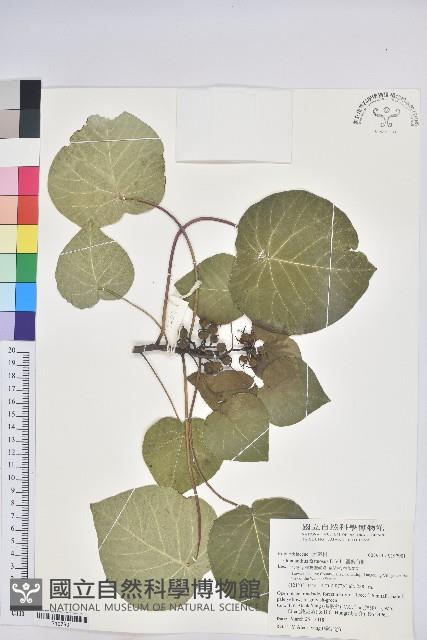 圓葉血桐藏品圖，第1張