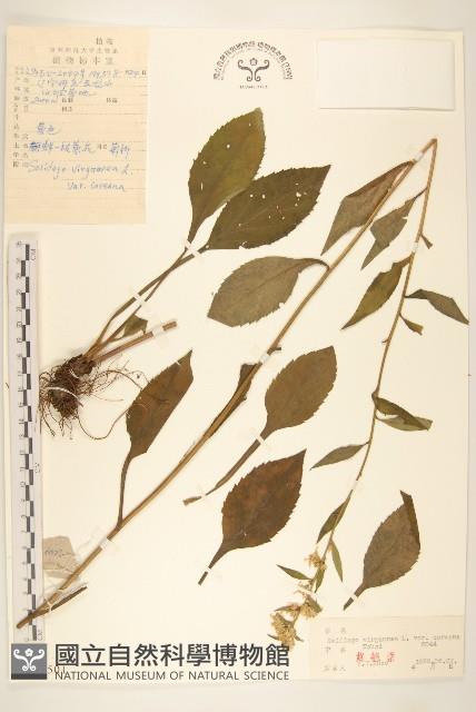 朝鮮一枝黃花藏品圖，第1張