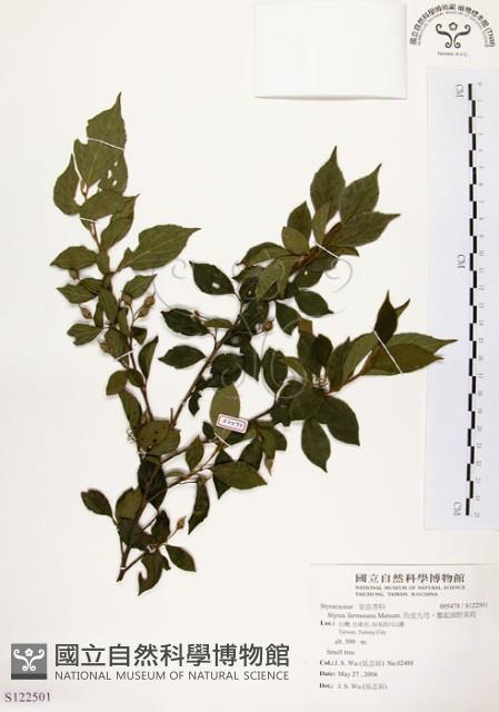 烏皮九芎、奮起湖野茉莉藏品圖，第1張