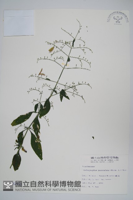 穿心蓮藏品圖，第1張