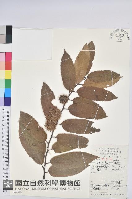 茅栗藏品圖，第1張