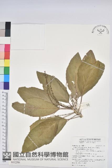 假鐵莧藏品圖，第1張