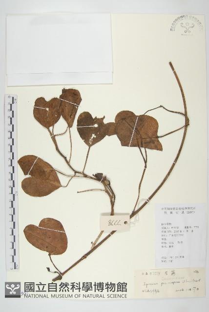 登錄號:S101501藏品圖，第1張