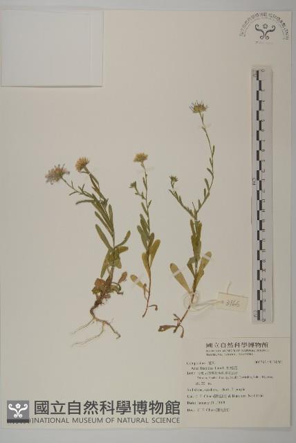 狗娃花藏品圖，第1張