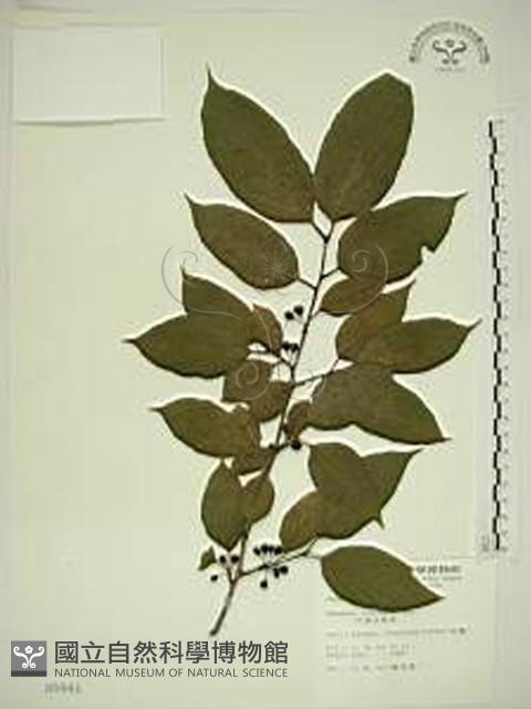 中原氏鼠李藏品圖，第1張