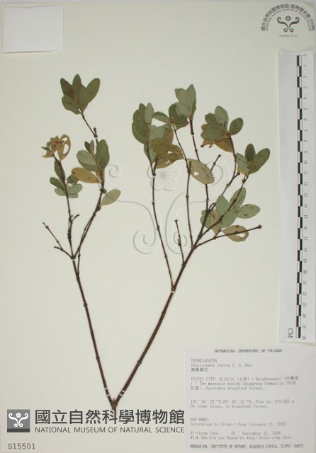 南嶺蕘花藏品圖，第1張