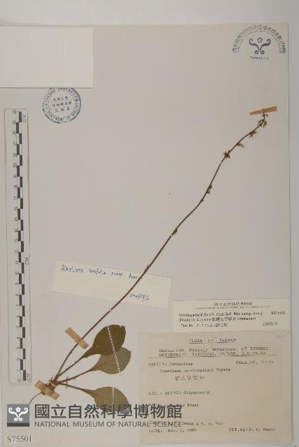 臺灣鬼督郵藏品圖，第1張