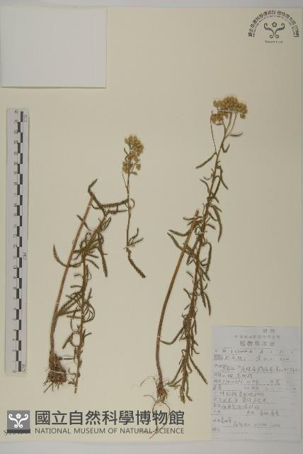 蓍草藏品圖，第1張