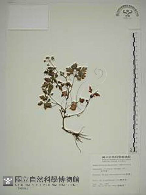 水芹菜藏品圖，第1張