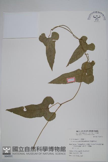 異葉馬兜鈴藏品圖，第1張