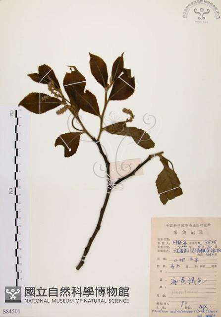 天料木藏品圖，第1張