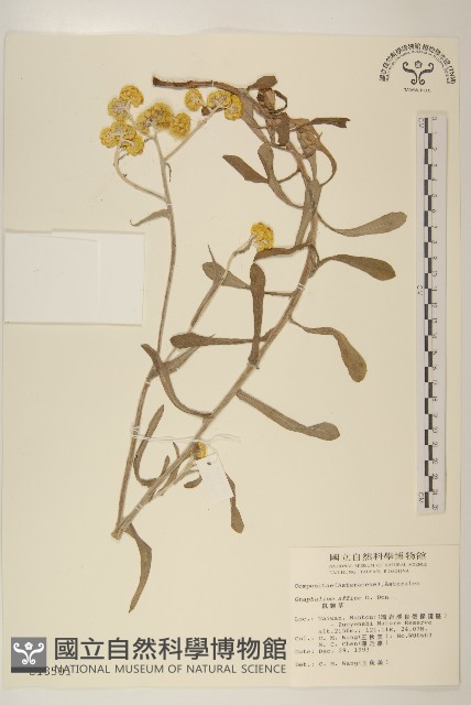 鼠麴草藏品圖，第1張