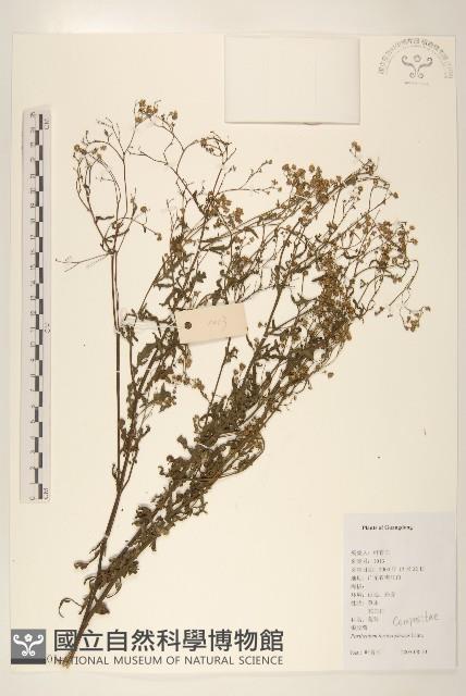 銀膠菊藏品圖，第1張