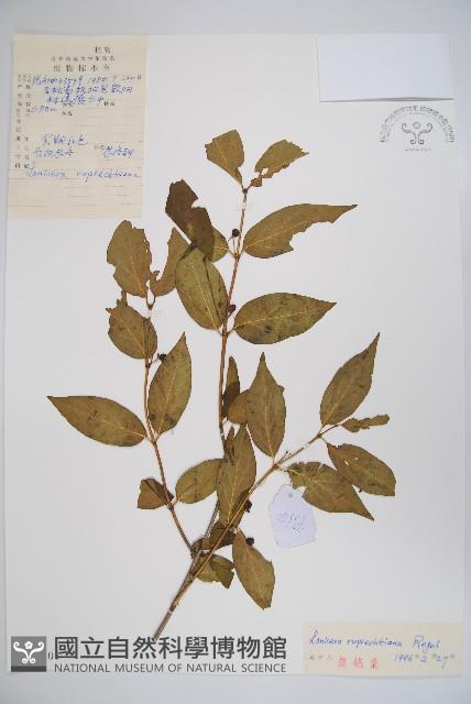 長白忍冬藏品圖，第1張